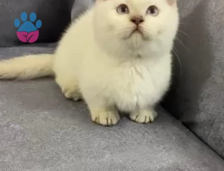British Shorthair Munchkin Büyümeyen Yavrular Dişi ve Erkek