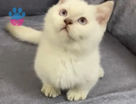 British Shorthair Munchkin Büyümeyen Yavrular Dişi ve Erkek