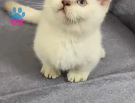 British Shorthair Munchkin Büyümeyen Yavrular Dişi ve Erkek