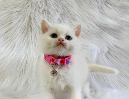 British Shorthair Dişi 2 Aylık