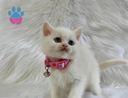 British Shorthair Dişi 2 Aylık