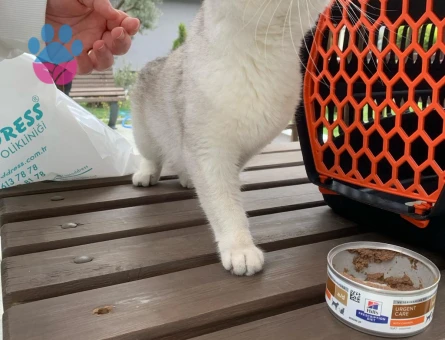 Scottish Straight 2 Yaşında Yuva Arıyor