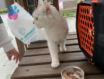 Scottish Straight 2 Yaşında Yuva Arıyor