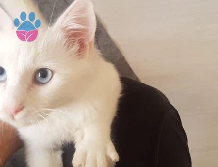 Boncuk Mavisi Deli Çocuk