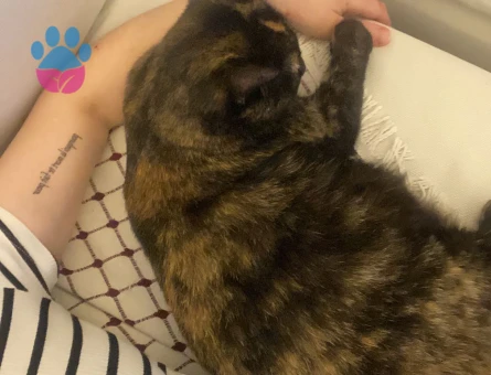 DÜNYALAR GÜZELİ TORTİ YUVA ARIYOR