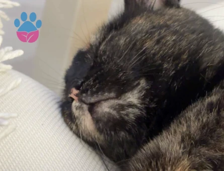 DÜNYALAR GÜZELİ TORTİ YUVA ARIYOR