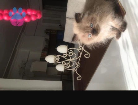 Duygularınızı değiştirecek bebislerim yeni ailelerini bekliyo