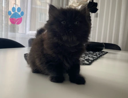 Duygularınızı değiştirecek bebislerim yeni ailelerini bekliyo