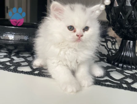 Duygularınızı değiştirecek bebislerim yeni ailelerini bekliyo