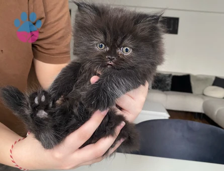 Duygularınızı değiştirecek bebislerim yeni ailelerini bekliyo