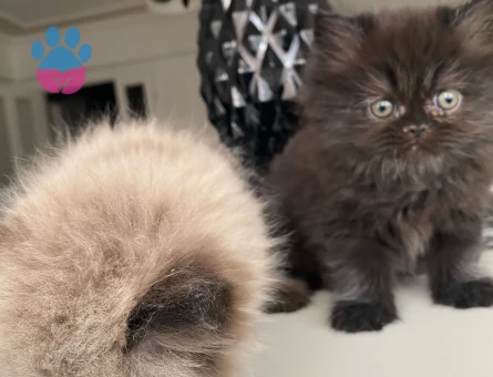 Duygularınızı değiştirecek bebislerim yeni ailelerini bekliyo