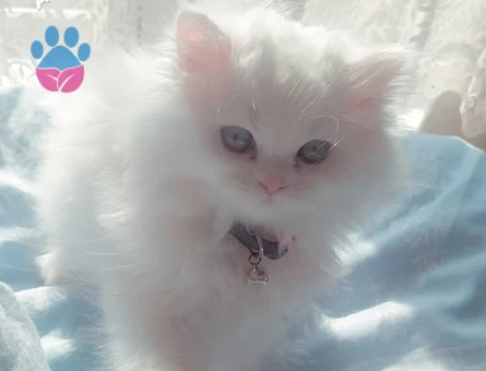 Duygularınızı değiştirecek bebislerim yeni ailelerini bekliyo