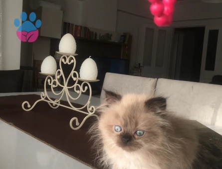 Duygularınızı değiştirecek bebislerim yeni ailelerini bekliyo