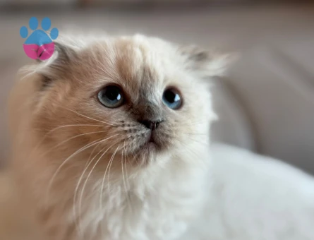 Chinchilla & Scottish fold