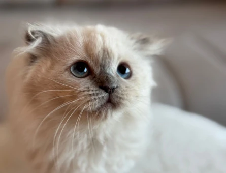 Chinchilla & Scottish fold