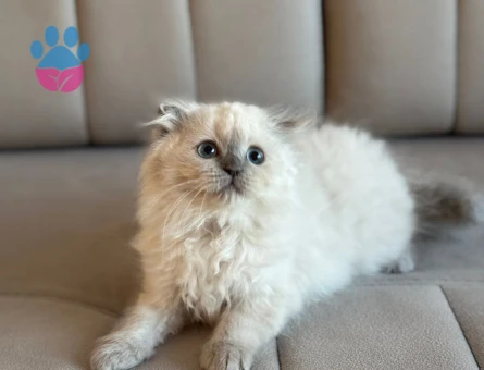 Chinchilla & Scottish fold
