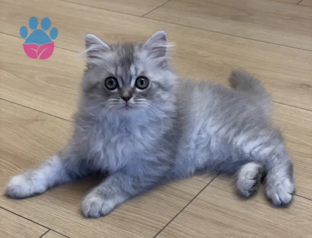 Chinchilla & Scottish fold