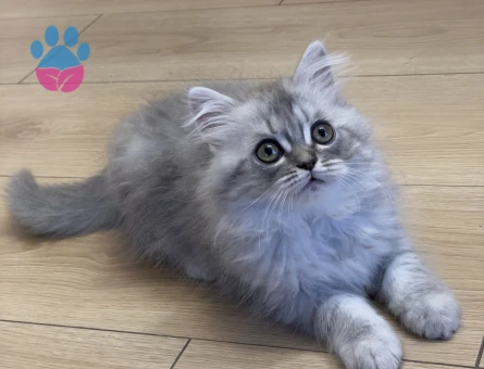 Chinchilla & Scottish fold