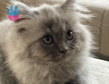 Chinchilla & Scottish fold