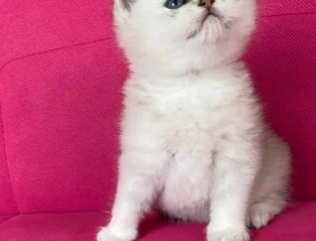 Baby Face british silver dişi 2 aylık - 4412