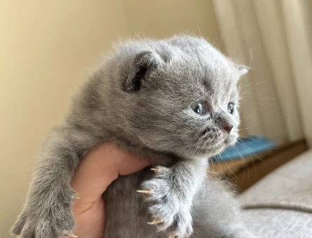 British Shorthair Maviş 1 Aylık - 4414