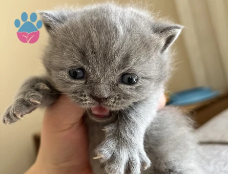 British Shorthair Maviş 1 Aylık