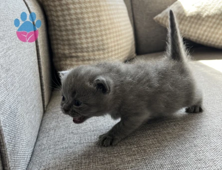 British Shorthair Maviş 1 Aylık