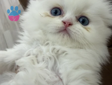Scottish Fold Longhair 2 Aylık Mavi Gözlü