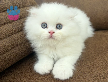 Scottish Fold Longhair 2 Aylık Mavi Gözlü