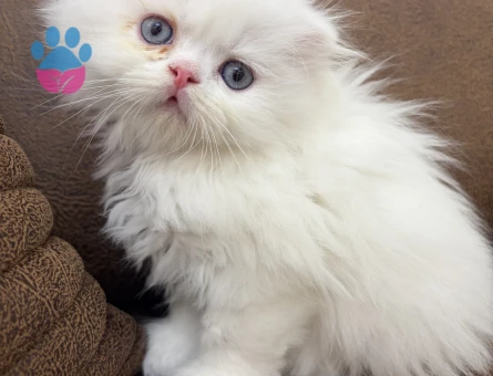 Scottish Fold Longhair 2 Aylık Mavi Gözlü