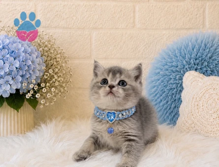 British Shorthair Tabby Erkek Yavrumuz - 4417