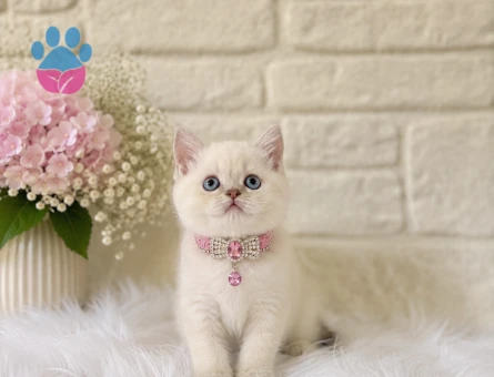Muhteşem Güzellik British Shorthair Dişi - 4418