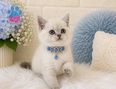 Tombul Yanak British Shorthair 2 Aylık Erkek - 4419