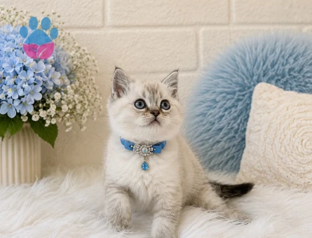 British Shorthair Lynx Point Erkek Yavrumuz