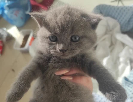 SAFKAN DİŞİ BRİTİSH SHORTHAİR