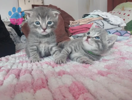 British shorthair ve Tekir kırması yavrular ücretsiz acilen sahiplendirilecektir