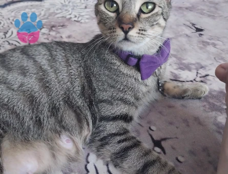 British shorthair ve Tekir kırması yavrular ücretsiz acilen sahiplendirilecektir