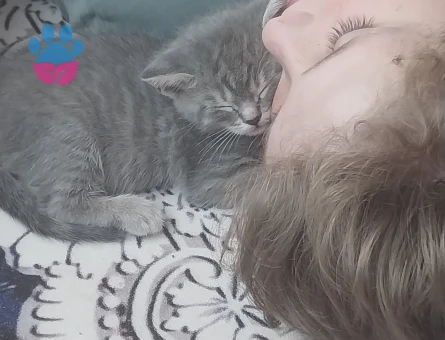 British shorthair ve Tekir kırması yavrular ücretsiz acilen sahiplendirilecektir