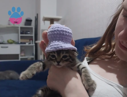 British shorthair ve Tekir kırması yavrular ücretsiz acilen sahiplendirilecektir