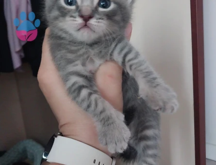 British shorthair ve Tekir kırması yavrular ücretsiz acilen sahiplendirilecektir