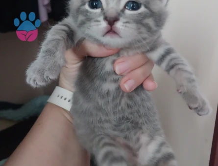 British shorthair ve Tekir kırması yavrular ücretsiz acilen sahiplendirilecektir