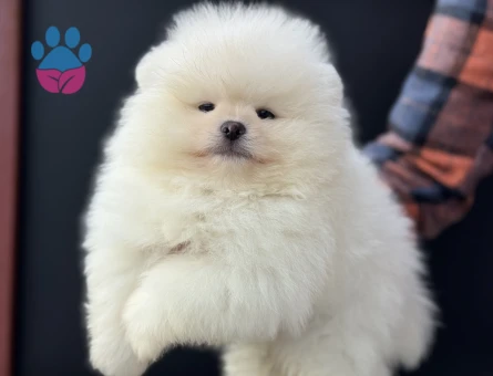 Petmode köpek çiftliğinden teddy face pomeranian