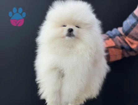 Petmode köpek çiftliğinden teddy face pomeranian - 4877
