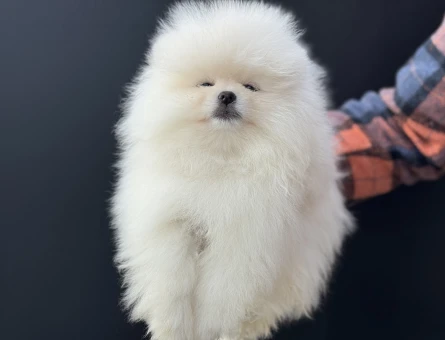Petmode köpek çiftliğinden teddy face pomeranian - 4877