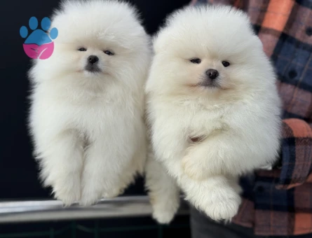 Petmode köpek çiftliğinden teddy face pomeranian
