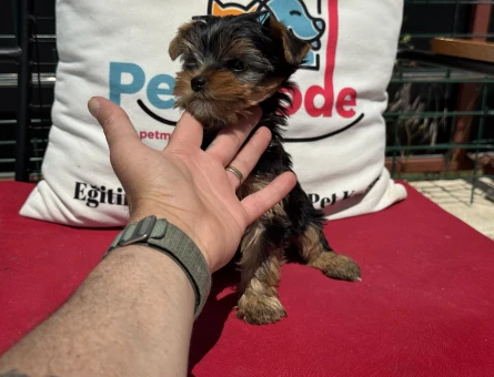 Petmode köpek çiftliğinden tea cup yorkshire terrier - 4878