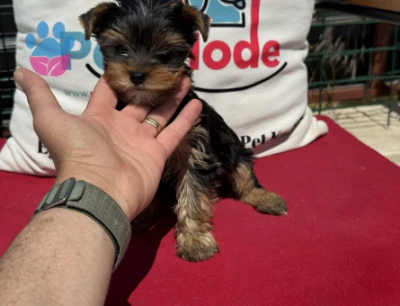 Petmode köpek çiftliğinden tea cup yorkshire terrier