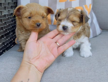 Petmode köpek çiftliğinden morkie yavrularımız - 4879