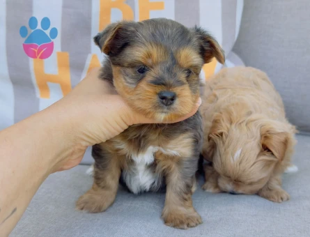 Petmode köpek çiftliğinden morkie yavrularımız