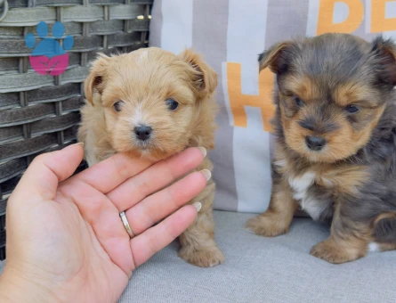Petmode köpek çiftliğinden morkie yavrularımız